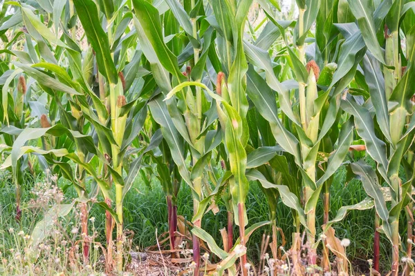 Tatlı Mısır bahçede