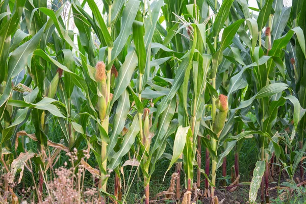 Tatlı Mısır bahçede