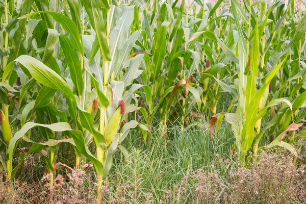 Tatlı Mısır bahçede