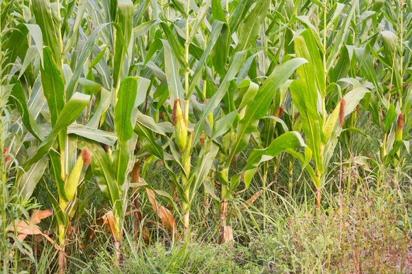 Tatlı Mısır bahçede