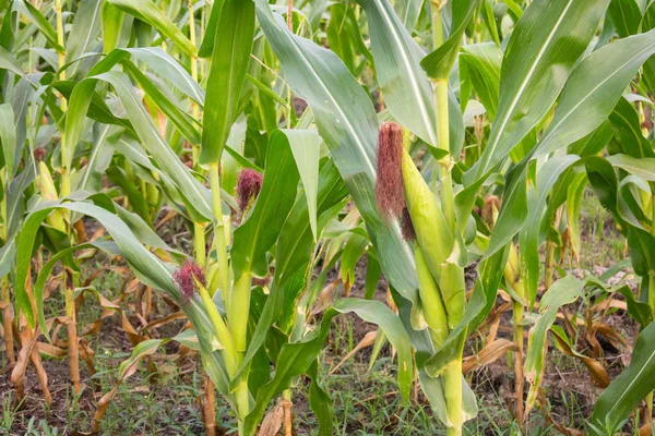 Tatlı Mısır bahçede