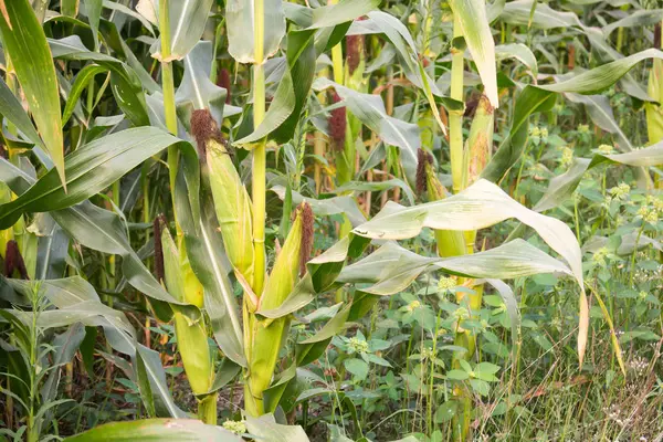 Tatlı Mısır bahçede