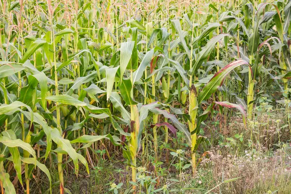 Tatlı Mısır bahçede