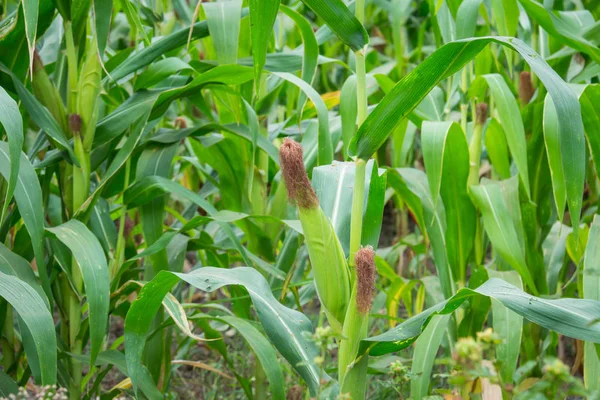 Tatlı Mısır bahçede