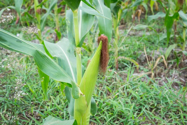 Sweet corn in the garden — Stock Photo, Image