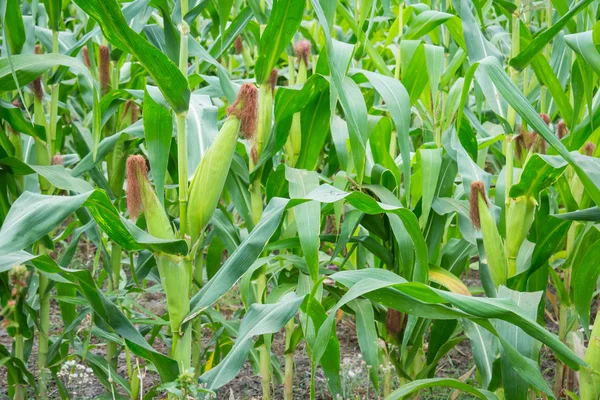 Tatlı Mısır bahçede