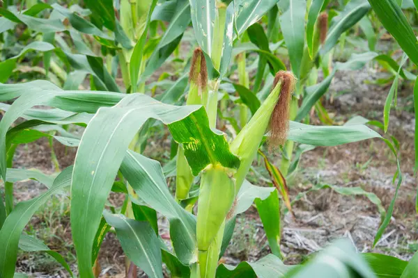 Tatlı Mısır bahçede