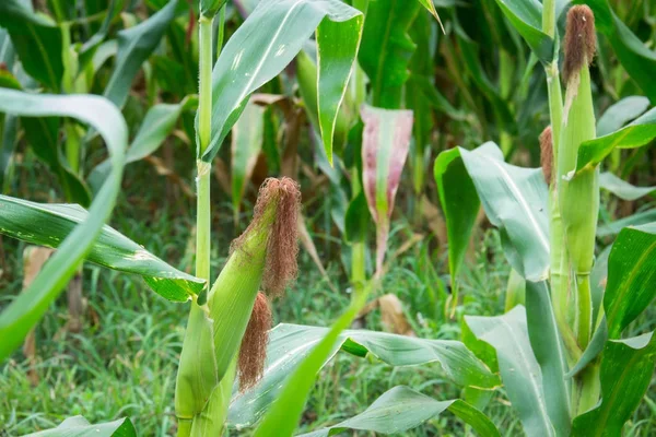 Tatlı Mısır bahçede