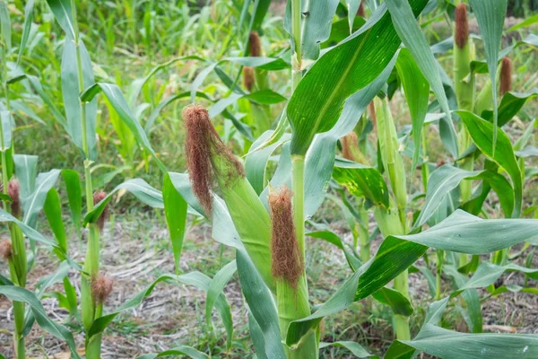 Tatlı Mısır bahçede