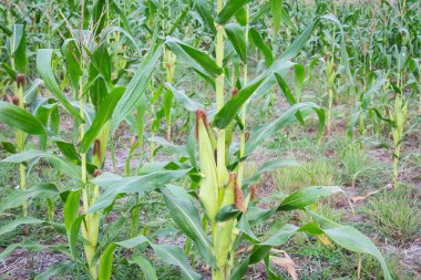 Tatlı Mısır bahçede