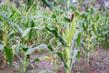 Tatlı Mısır bahçede