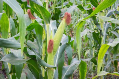 Tatlı Mısır bahçede