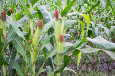 Tatlı Mısır bahçede