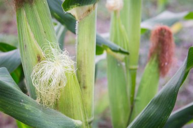 Tatlı Mısır bahçede