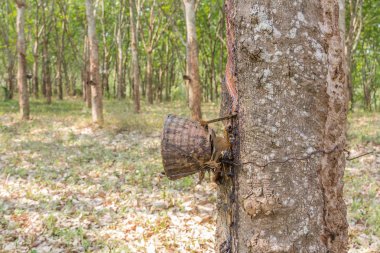 Plantation kauçuk ağacı hasat Kerala Devlet Hindistan ormandaki