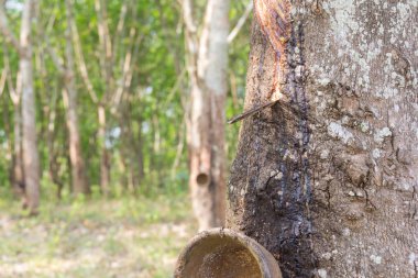 Plantation kauçuk ağacı hasat Kerala Devlet Indi ormanında