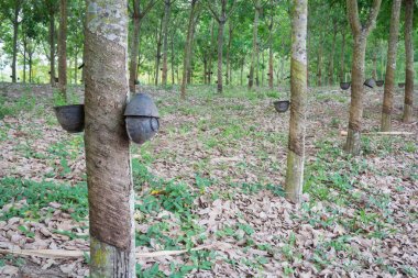 kauçuk ağacı bahçede