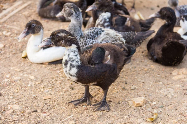 Viel Ente in lokalem Bauernhof — Stockfoto
