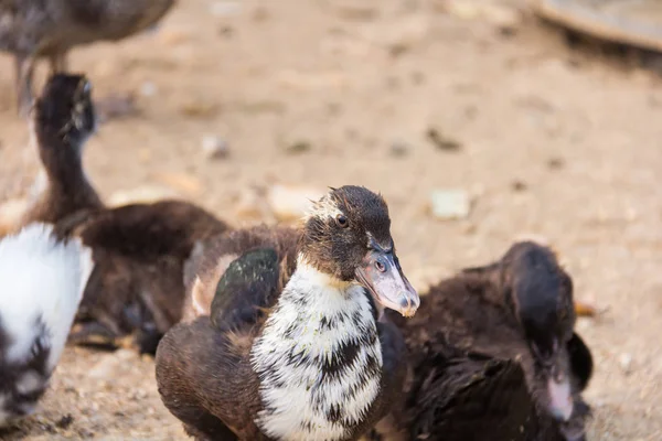 Lots of duck in local farm thailand — Stock Photo, Image