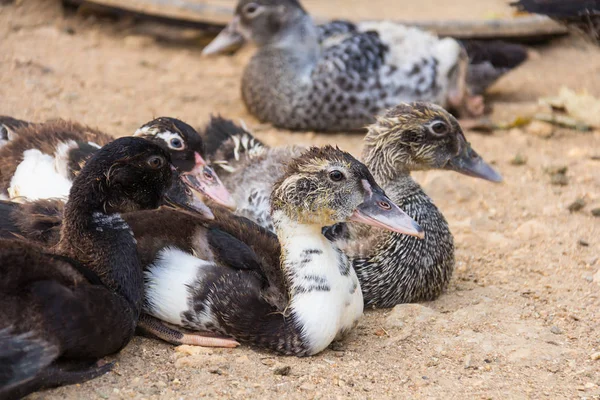 Viel Ente in lokalem Bauernhof — Stockfoto