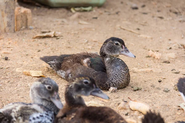 Lots of duck in local farm thailand — Stock Photo, Image