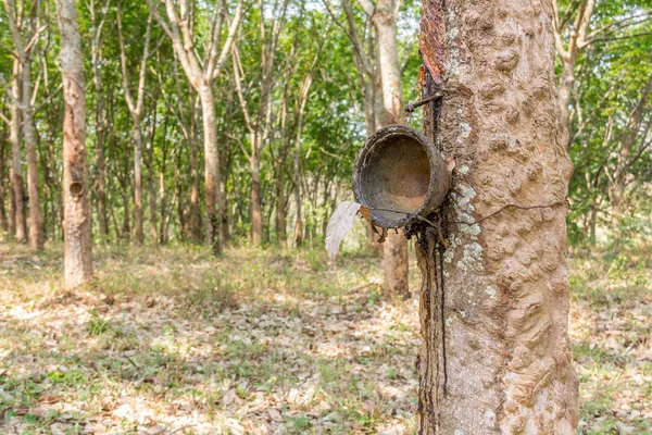 Plantation rubber Tree Harvesting in forest in Kerala state india