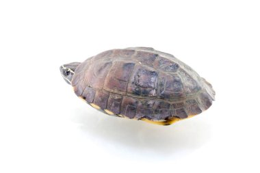 Beyaz bir arka plan üzerinde izole kaplumbağa