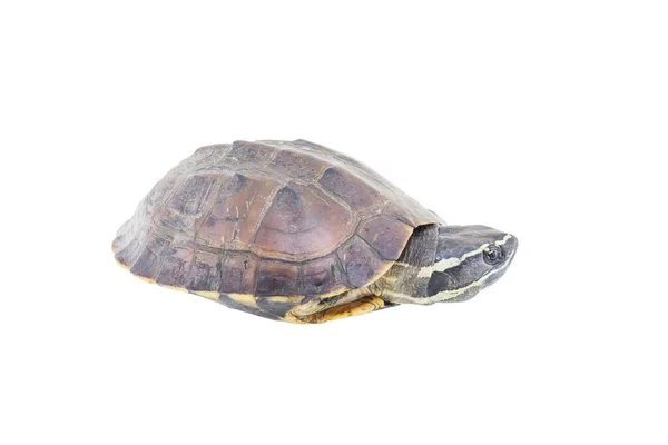 Schildkröte Isoliert Auf Weißem Hintergrund — Stockfoto