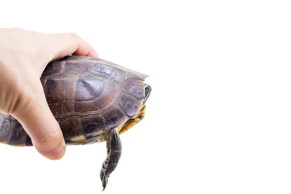 Sköldpaddan Isolerad Vit Bakgrund — Stockfoto