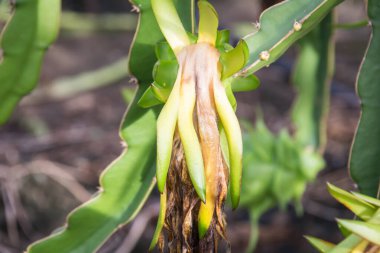 Ejderha meyvesi bahçede kurur.