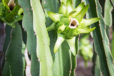 Bahçedeki yeşil ejderha çiçeği