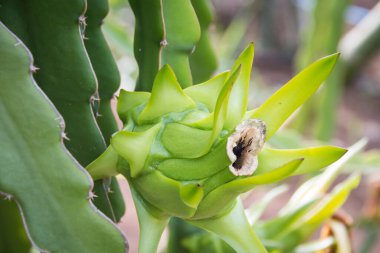 Bahçedeki yeşil ejderha çiçeği