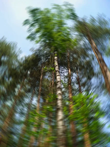 Bottom view of tall trees in a mixed forest in summer. Blue sky in background. Artistic circular blur. Concept of nature protection, seasons