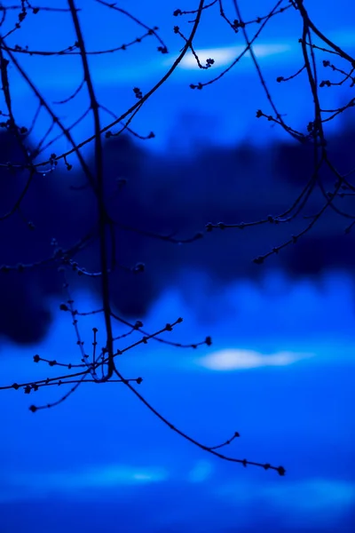 Silhueta escura de galhos de árvores com botões inchados no fundo do rio e refletindo a floresta lá. No início da primavera, crepúsculo azul no rio. Vertical — Fotografia de Stock