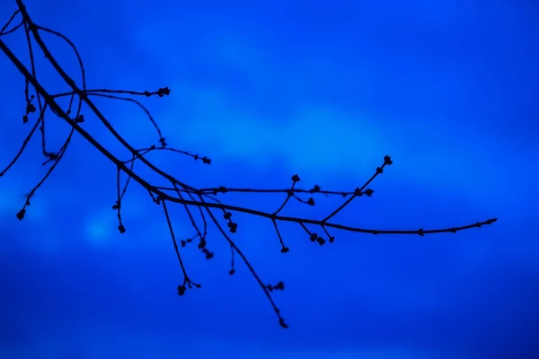 在五颜六色的蓝天背景下, 有肿胀的花蕾的树枝的黑暗轮廓。初春, 河上的暮色。与位置为您的文本, 背景使用. — 图库照片
