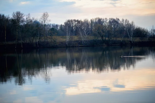 Vroege voorjaar. Zonsondergang en twilight op de rivier naast het bos. Concept van de bescherming van de natuur, seizoenen. Zwevende eend. Met de plek voor uw tekst, voor achtergrond gebruik. — Stockfoto