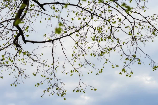 Δέντρο κλαδιά Σκιαγραφία ενάντια καθαρό ουρανό. Φυσικό οργανικό υπόβαθρο. Σύμβολο αφηρημένη έννοια. Για μοντέρνα ταπετσαρία ή σχεδιασμός banner — Φωτογραφία Αρχείου