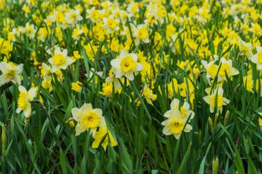 Çiçek yatak birçok çiçek çiçeklerin baharda çiçek açan sarı nergis, Narcissuses ile. Modern arka plan, seçici odak. Bahar bitkiler, mevsim, hava durumu.