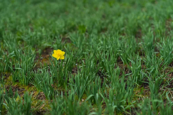 First Bright single daffodil, Narcissus flower among lots of green leaves. oncept of dissimilarity, bright personality. Modern wallpaper, copy space, selective focus — Stock Photo, Image