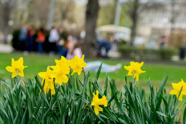 Flower bed with flowers of yellow daffodil, Narcissuses flowers blooming in spring and blurred Unrecognizable young people. Natural spring background of spring in park