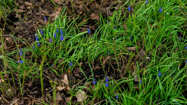 Естественный весенний зеленый фон. Весенняя трава и маленькие гиацинты мускари, цветущие на зеленом лугу в саду, парке, избирательный фокус. Концепция весны, времен года . — стоковое фото