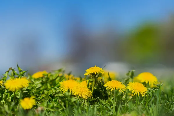 In the foreground, bright yellow young dandelions. Blurred park outdoor with nature green, sun light copy space abstract natural background — Stock Photo, Image