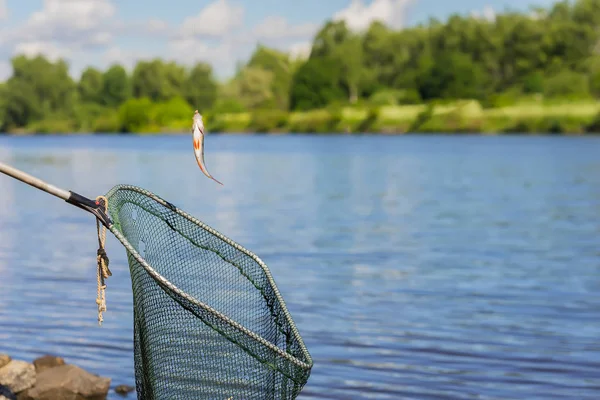 Piccolo pesce persico pescato, appeso a un gancio su una rete da pesca su un paesaggio naturale di acqua e foresta. Copia spazio, per lo sfondo, uso composizione — Foto Stock