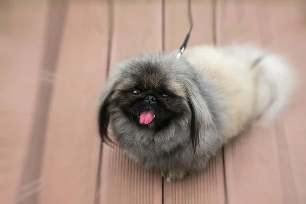 Fluffy Pekingese Dog sits on wooden pavement. Small black eyes look attentively at their master. Concept of friendship between man and dog — Stock Photo, Image