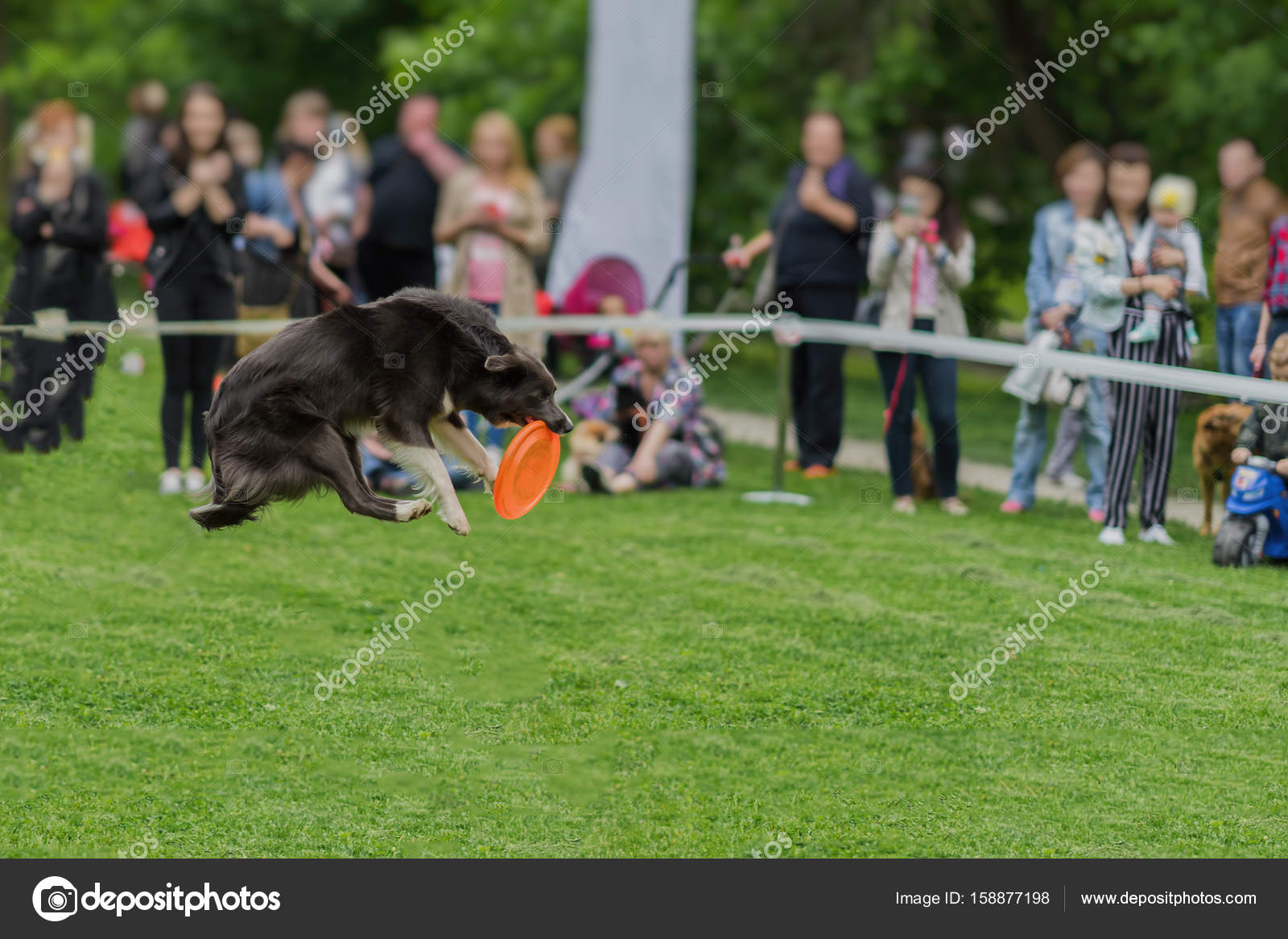 Chien Mignon Dans Lherbe Au Parc Lété Pendant La Chasse Un