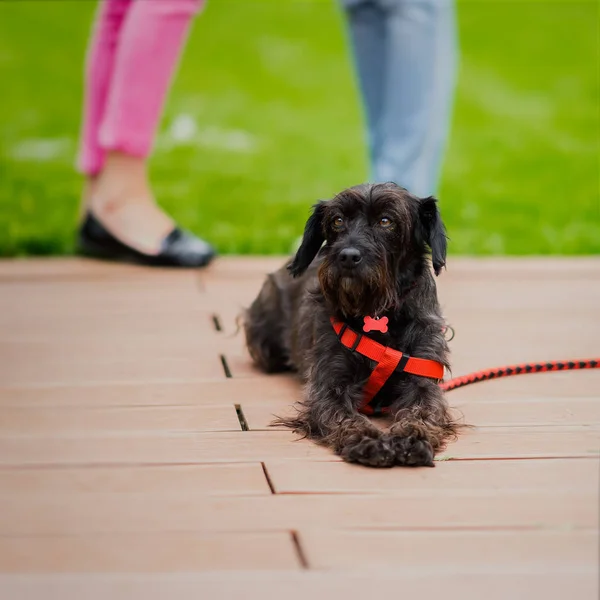 Cute black crossbreed dog from shelter, special place where future owners can choose him and he will have house. Look of hope. Kindness, problems of homeless animals — Stock Photo, Image