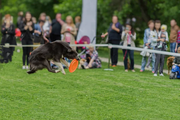 Sevimli köpek çim yakalamak bir frizbi disk, atlama anı sırasında yaz Park'ta. Mutluluk enerji ve hareket. Köpek eğitim, komik gösteri spor