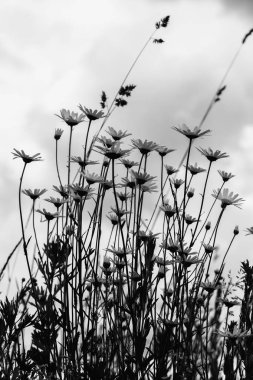 Yaz rüzgarlı gün sonra yağmur, kasvetli gökyüzü siyah-beyaz görüntü. Güzel beyaz camomiles karşı koyu mavi gökyüzü bulutlu, aşağıdan görüntüleyin. Mevsim, ekoloji, yeşil gezegen kavramı