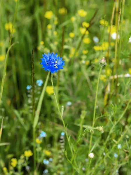 美丽的野生蓝色的玉米花在草地上, 特写。选择性对焦。季节、生态、绿色星球的概念 — 图库照片