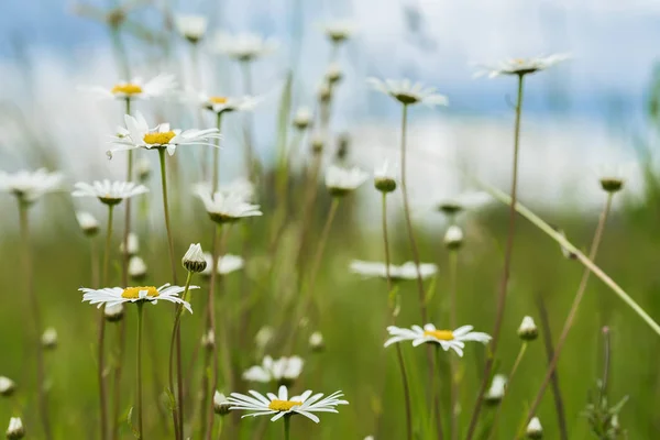 Fondo natural de verano, ecología, concepto de planeta verde: Hermosas flores silvestres florecientes de manzanillas blancas contra el cielo azul oscuro y el prado en el verano — Foto de Stock